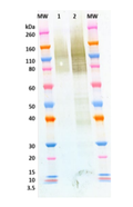 anti-MARV GP chimeric mAb (2D8) - Figure 1 of 1