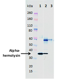 Mouse anti-Hla mAb (8B7) - Figure 1 of 1
