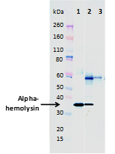Mouse anti-Hla mAb (8B7) - Figure 1 of 1