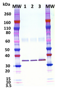 Mouse anti-Hla mAb (6C12) - Figure 1 of 1