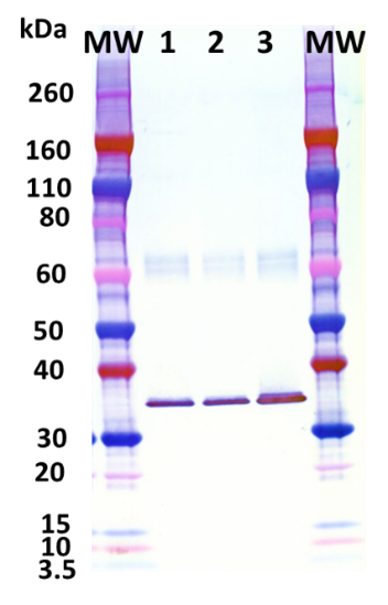 Mouse anti-Hla mAb (6C12) - Figure 1 of 1