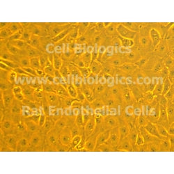 Immortalized Rabbit Primary Prostate Microvascular Endothelial Cells product image
