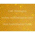GFP-Expressing Canine Primary Pulmonary Artery Endothelial Cells product image