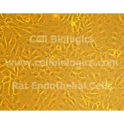 GFP-Expressing Canine Primary Pulmonary Artery Endothelial Cells product image