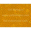 GFP-Expressing Porcine Primary Ovarian Microvascular Endothelial Cells product image