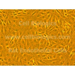 GFP-Expressing Porcine Primary Ovarian Microvascular Endothelial Cells product image