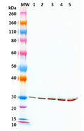Mouse anti-SEB mAb (3D10) - Figure 1 of 1