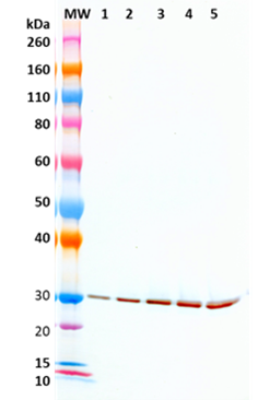 Mouse anti-SEB mAb (3D10) - Figure 1 of 1