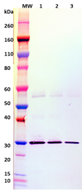 Mouse anti-SEB mAb (2C1) - Figure 1 of 1