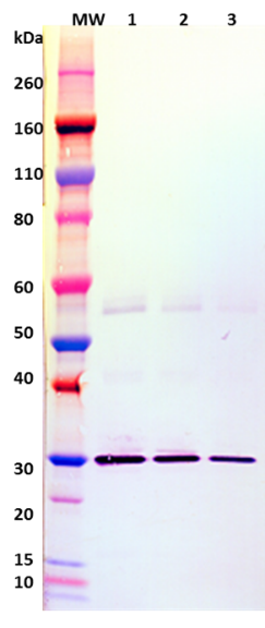 Mouse anti-SEB mAb (2C1) - Figure 1 of 1