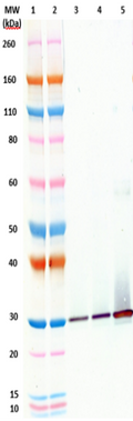 Human anti-SEB mAb (IgG121) - Figure 1 of 1