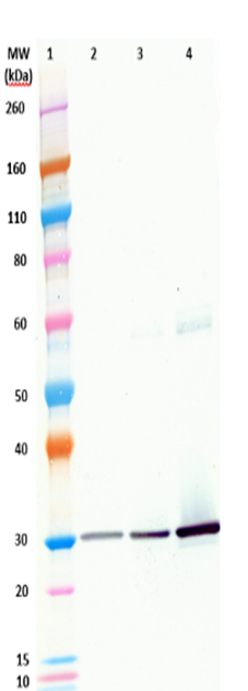 Human anti-SEB mAb (IgG132AM) - Figure 1 of 1