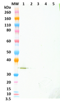 Chimeric anti-Hla mAb (327) - Figure 1 of 1
