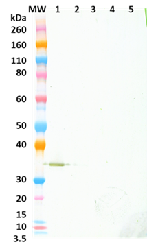 Chimeric anti-Hla mAb (327) - Figure 1 of 1