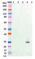 Chimeric anti-SEA mAb (514) - Figure 1 of 1