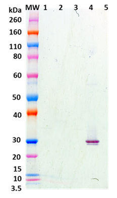 Chimeric anti-SEA mAb (514) - Figure 1 of 1