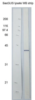 Anti-Baculovirus GP64 Antibody - Figure 1 of 1