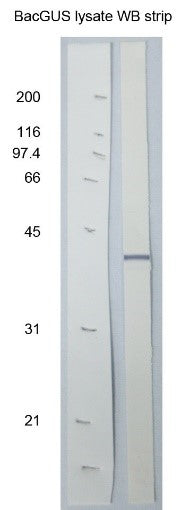 Anti-Baculovirus GP64 Antibody - Figure 1 of 1