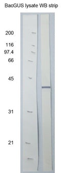 Anti-Baculovirus P39 Antibody - Figure 1 of 1