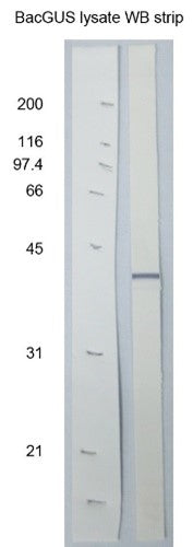 Anti-Baculovirus P39 Antibody - Figure 1 of 1