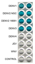 Anti-Dengue Virus Antibody, DE4 - Figure 1 of 1