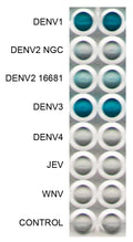 Anti-Dengue Virus Antibody, DE5 - Figure 1 of 1