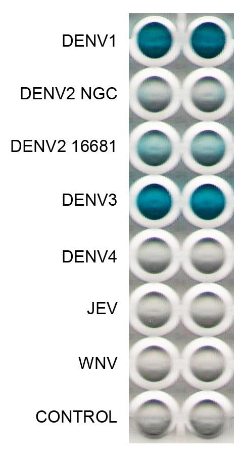 Anti-Dengue Virus Antibody, DE5 - Figure 1 of 1