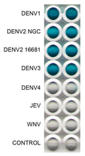 Anti-Dengue Virus Antibody, DE6 - Figure 1 of 1