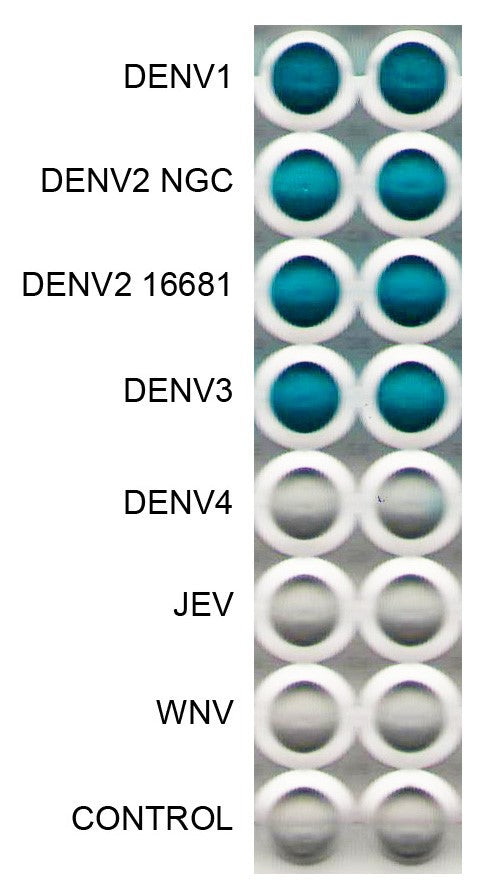 Anti-Dengue Virus Antibody, DE6 - Figure 1 of 1