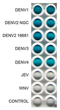 Anti-Dengue Virus Antibody, DE7 - Figure 1 of 1