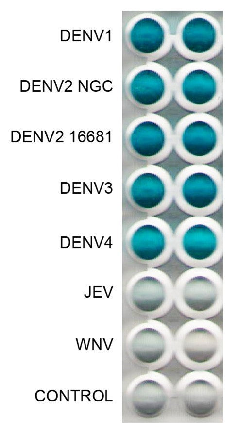 Anti-Dengue Virus Antibody, DE8 - Figure 1 of 1