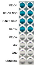 Anti-Dengue Virus Antibody, DE10 - Figure 1 of 1