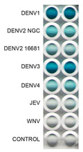 Anti-Dengue Virus Antibody, DE11 - Figure 1 of 1