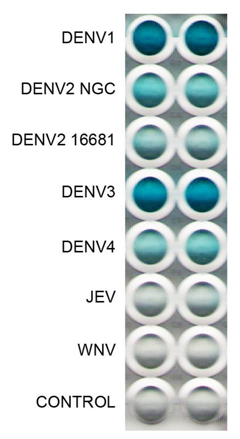 Anti-Dengue Virus Antibody, DE11 - Figure 1 of 1