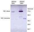 Anti-Dengue Virus NS1 Antibody, DN1 - Figure 1 of 1