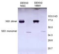 Anti-Dengue Virus NS1 Antibody, DN2 - Figure 1 of 1