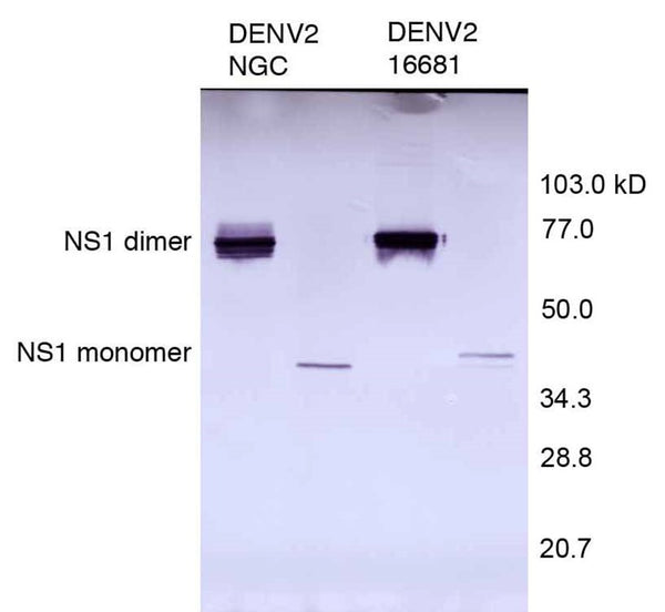 Anti-Dengue Virus NS1 Antibody, DN2 - Figure 1 of 1