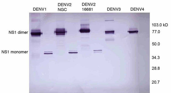 Anti-Dengue Virus NS1 Antibody, DN3 - Figure 1 of 1