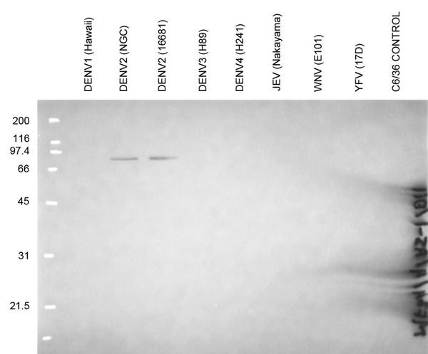 Anti-Dengue Virus NS1 Antibody, DN4 - Figure 1 of 1