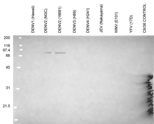 Anti-Dengue Virus NS1 Antibody, DN5 - Figure 1 of 1