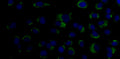Anti-Dengue Virus prM Antibody, DM1 - Figure 1 of 1