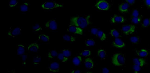 Anti-Dengue Virus prM Antibody, DM1 - Figure 1 of 1