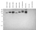 Anti-Flavivirus NS1 Antibody, FN1 - Figure 1 of 1