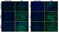 Anti-Flavivirus E Antibody, FE2 - Figure 1 of 1