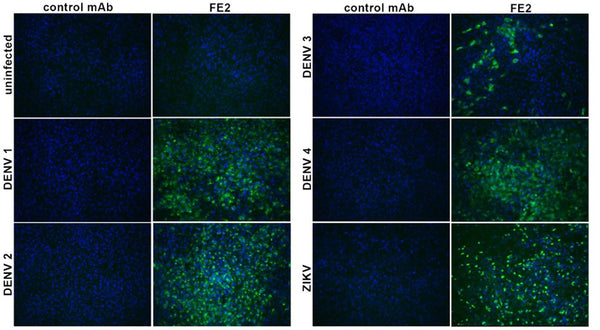Anti-Flavivirus E Antibody, FE2 - Figure 1 of 1