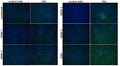 Anti-Flavivirus E Antibody, FE3 - Figure 1 of 1