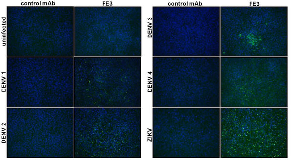 Anti-Flavivirus E Antibody, FE3 - Figure 1 of 1