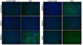 Anti-Flavivirus E Antibody, FE4 - Figure 1 of 1