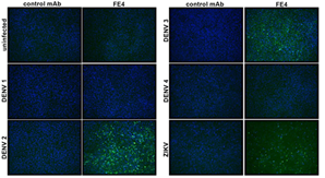 Anti-Flavivirus E Antibody, FE4 - Figure 1 of 1