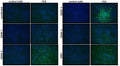Anti-Flavivirus E Antibody, FE5 - Figure 1 of 1